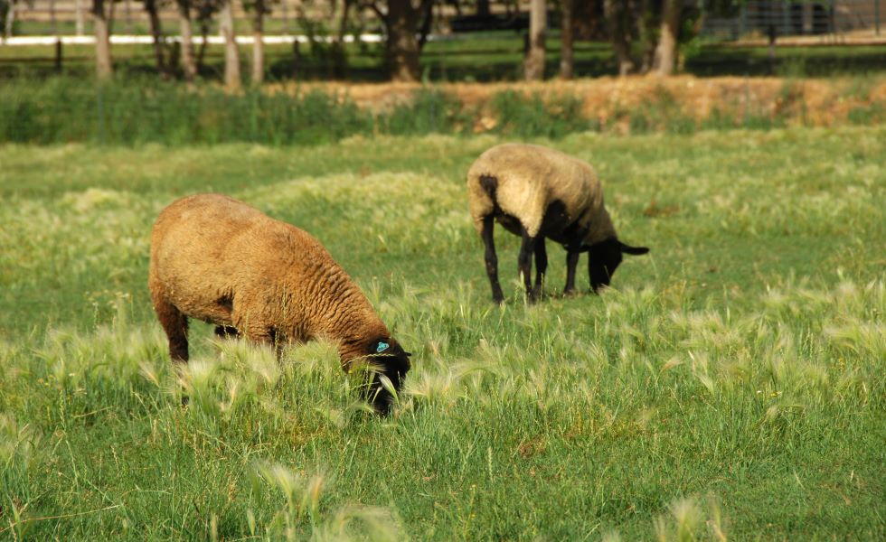 Waarom duurzaamheid zo belangrijk is voor landbouwers